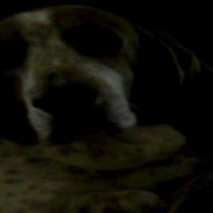 Meet your Posher, Dan